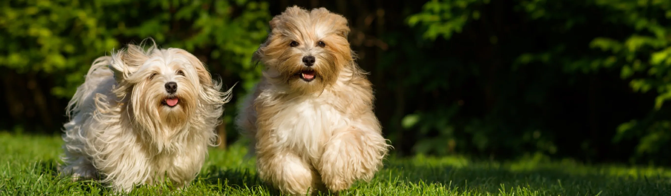 Dogs running on grass